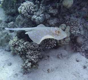 Ein Tauchkurs musste einfach sein!