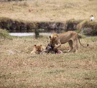 Löwen Ngorongoro