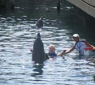 Delfinschwimmen
