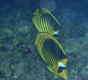 Schnorcheln am Hausriff 