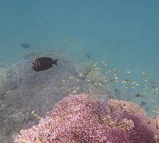 Schnorcheln am Hausriff