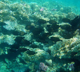 Hotel Lahami Bay Hausriff