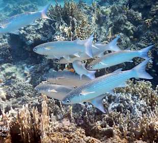 Schnorcheln Marsa Alam