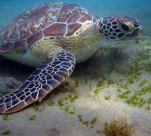 Schildy am Hausriff Lahami