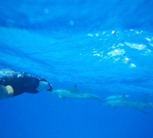 Delphine zum greifen nah