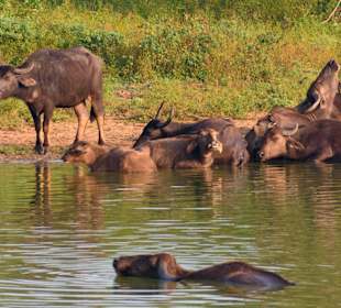 Udawalawe Nationalpark