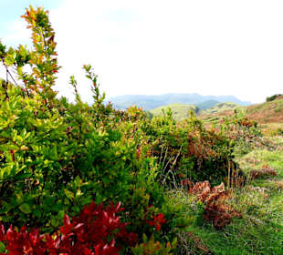 Inselrundfahrt Terceira