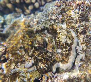 Schnorcheln Sharm el Sheikh