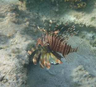 Rotfeuerfisch am Carnelia Beach Resort