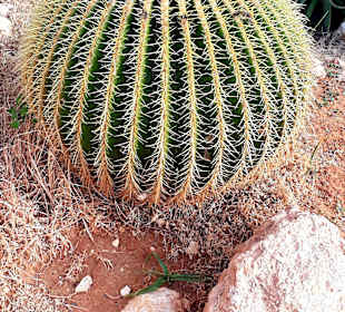 Kakteengarten am Skulpturenpark