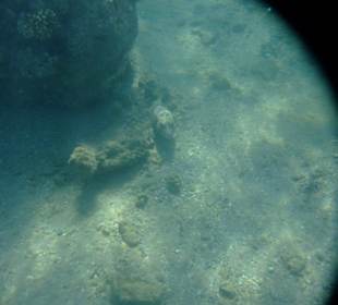 Schnorchelmotiv  - böse guckender Kugelfisch