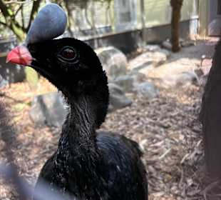 Irrland Bauernhof-Erlebnisoase