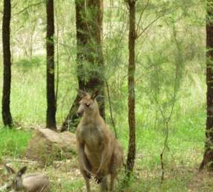 Känguru in den Blue Mountains