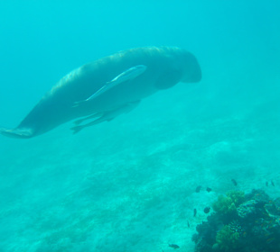 Schnorcheln Marsa Alam