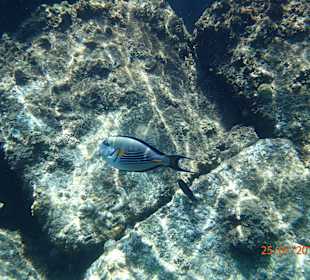 Schnorcheln am Hotelstrand