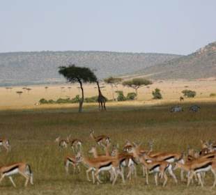 Masei Mara -auf Safari