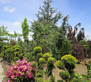 Peterhof-Pflanzen in Hanhofen