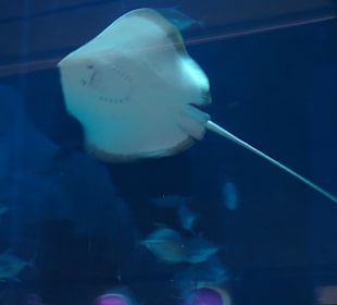 Stachlroggen im Aquarium in der Dubai Mail