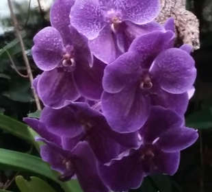 Orchideen