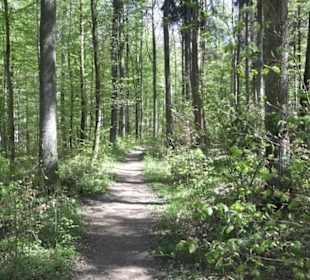Wanderweg Hochgehwachsen