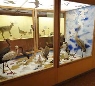 Exponate des Muséum d'histoire naturelle