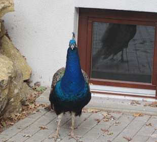 Impressionen aus dem Landauer Zoo