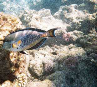 Schnorcheln Hausriff