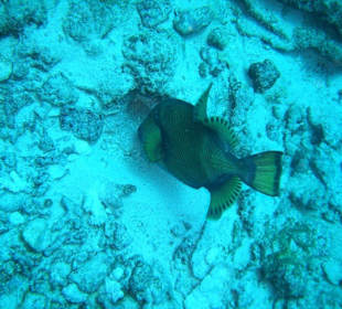 Ein Giant-Trigger Fisch