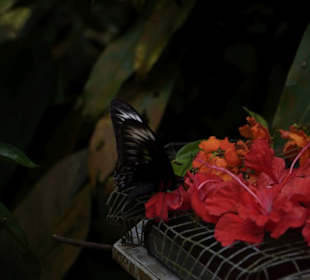Butterfly Park Kuala Lumpur