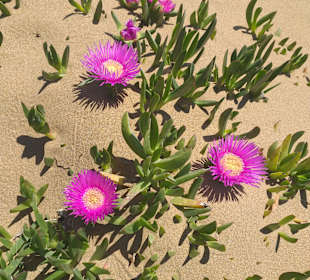 Strandpromenade Evrenseki
