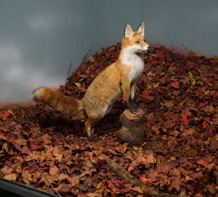 Vogel-und Jagdtierkunde