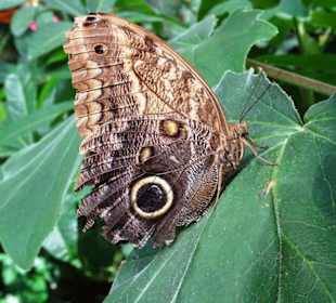 Rundgang durch den Jardin des Papillons