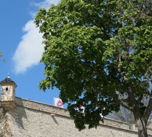 Blick zur Zitadelle auf dem Petersberg