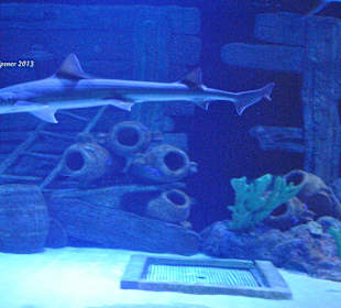 Aquarium-Tunnelgang 131m lang