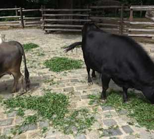 Tierpark Hellabrunn - Afrika