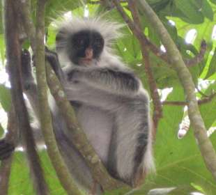 Roter Colobusaffe