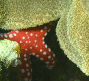 Seestern in seinem Versteck.