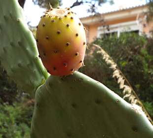 Feigenkaktus mit Frucht