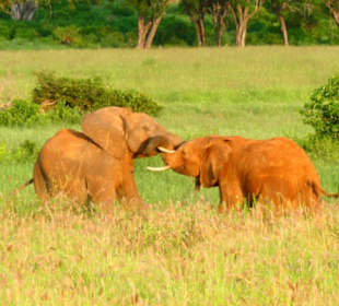Kämpfende Jungelefanten mit Übermut