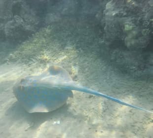 Schnorcheln Hurghada