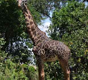 Geführte Touren WT Safaris Diani Beach
