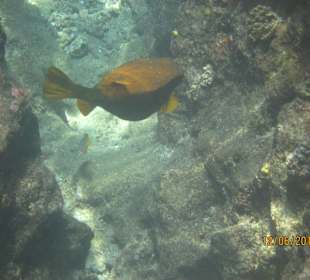 Schnorcheln Marsa Alam