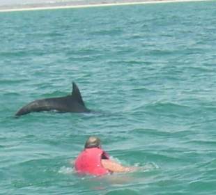 Im Meer einem Delfin nachgesprungen 