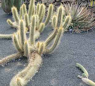 Jardin de Cactus
