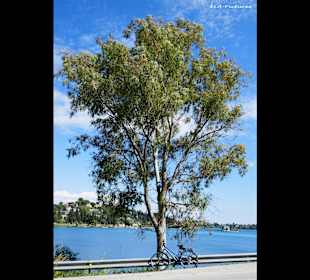 Strand Gouvia