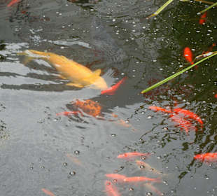 Restaurant Zloty Okon