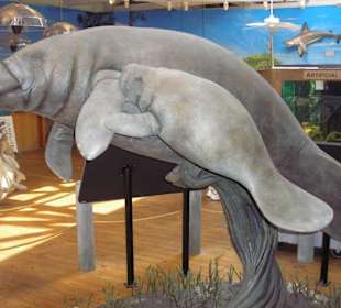 Manatee Statue im Center