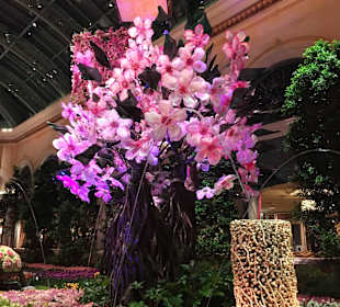 Kirschblüte