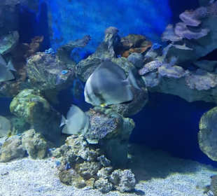 Aquarium das rote Meer in Mini Format. 