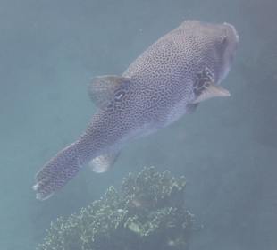 Beim Schnorcheln gesehen